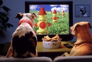 dogs watch tv2